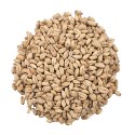 malt